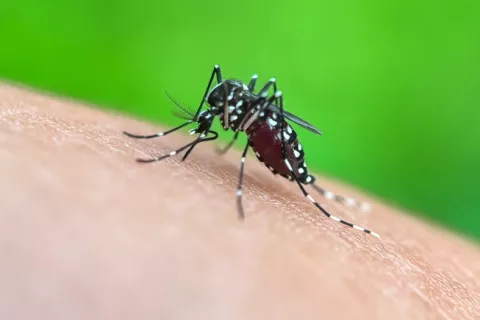 Primer plano de mosquito sobre la piel de una persona