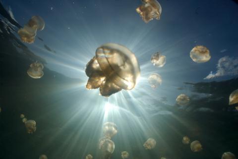 Medusas en el mar que podrían servir como alimento