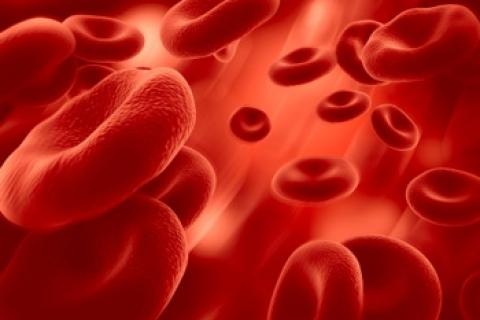 España lidera la primera red europea de atención a pacientes con anemias raras
