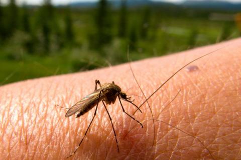 El dengue amenaza a más del 50% de la población