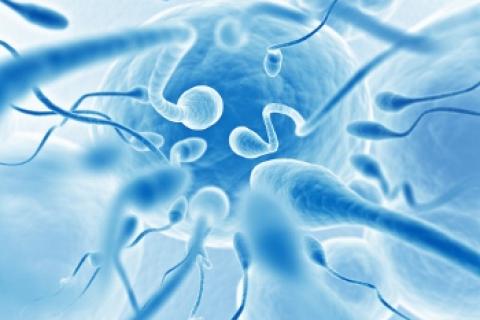 Espermatozoides con el gen defectuoso