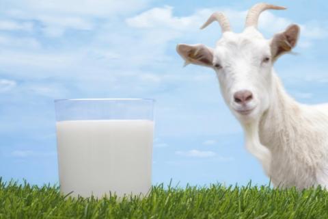 Logran leche natural con alto contenido en omega 3