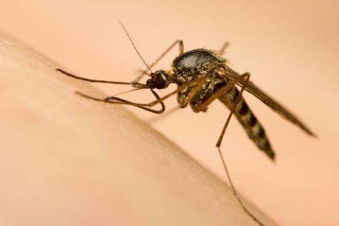Mosquito picando a una persona