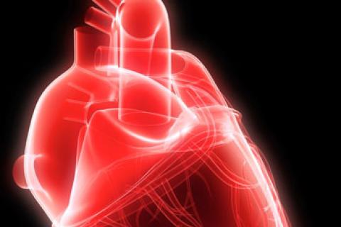 Imagen del músculo cardiaco