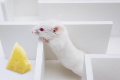 Logran revertir la pérdida de memoria en ratones