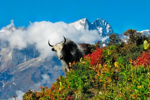 Las 211 nuevas especies descubiertas en el Himalaya 