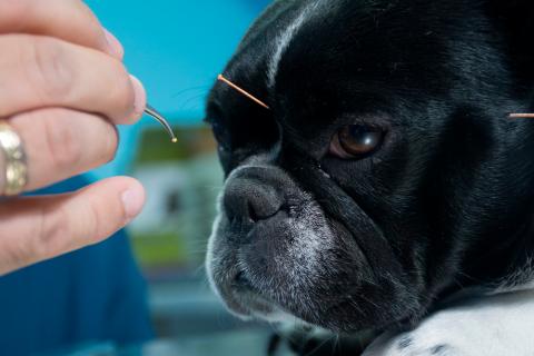 Perro recibiendo acupuntura