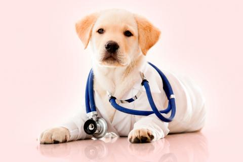 Adiestrar perros para detectar enfermedades metabólicas y cáncer