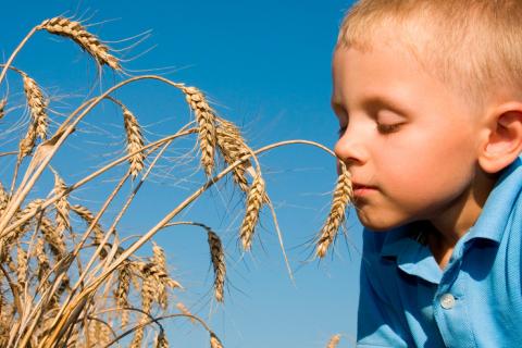 Niño con alergia al trigo