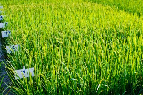 Plantación de arroz trnasgénico