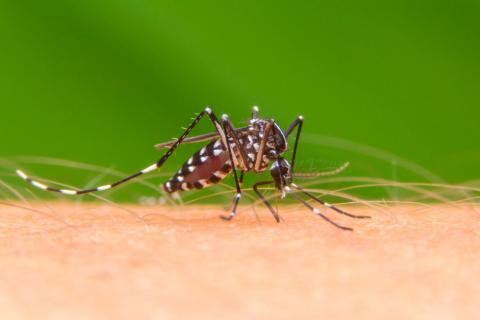 Mosquito que provoca el dengue