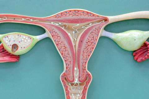 Ovarios y uretra