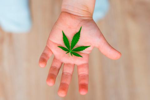 Niño cogiendo con su mano cannabis