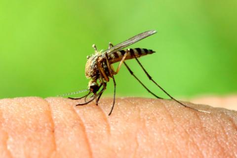 Primer caso de chikungunya autóctono en España