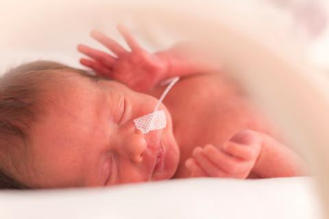 Asocian el distrés respiratorio en bebés prematuros con un hongo