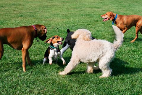 Un grupo de perros juega sobre el césped de un área de esparcimiento canina