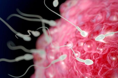 Espermatozoides y concepto de fertilidad