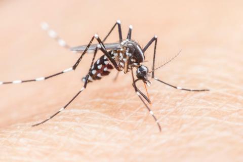 Mosquito que provoca la malaria
