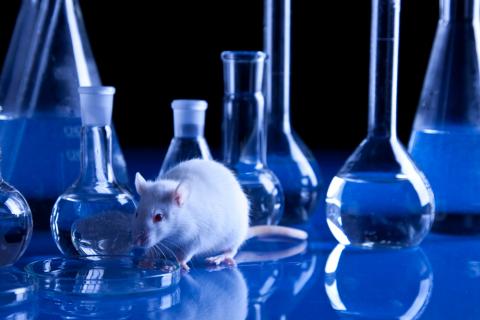 Farmaco tumores ratones