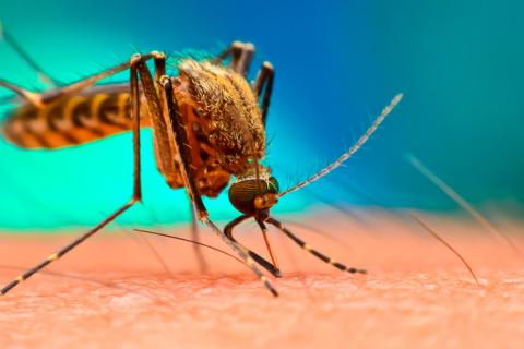 Mosquito que provoca malaria