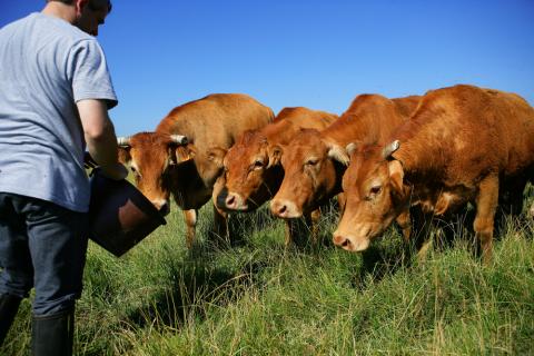 Vacas al aire libre junto al granjero