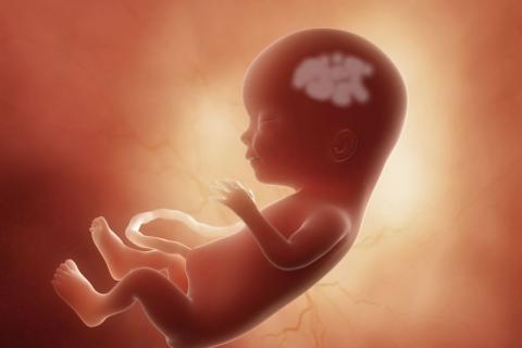 El sulfato de magnesio podría proteger el cerebro del feto