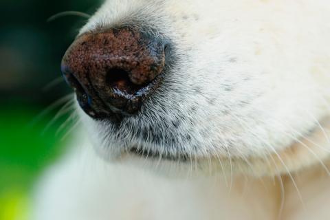El cáncer de tiroides puede ser detectado por un perro