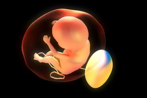 Las anomalías en la placenta predicen el riesgo de autismo