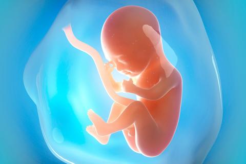 El sistema inmune del feto funciona desde el segundo trimestre