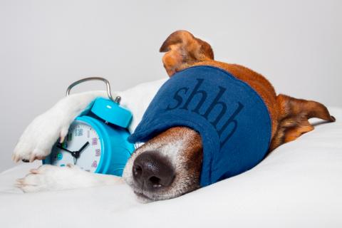 ¿Con qué sueñan los perros mientras duermen?