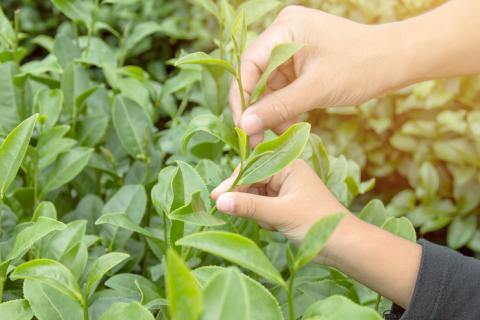 Un componente del té verde mejora los síntomas de los niños con TEAF
