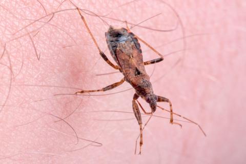 Mosquito que transmite la enfermedad de Chagas