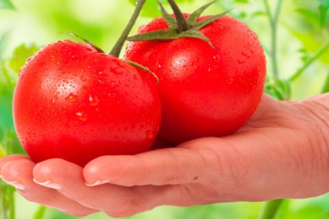 Consumir tomate podría ayudar a reducir los efectos del alcohol