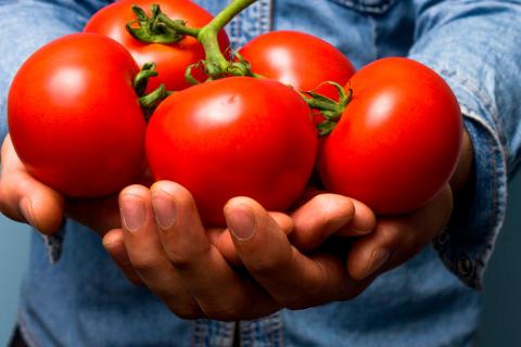 Un hombre sostiene en sus manos varios tomates maduros