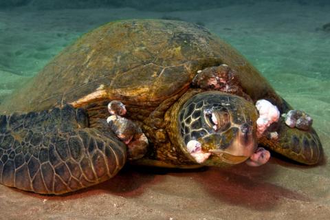 Tumor en la tortuga marina