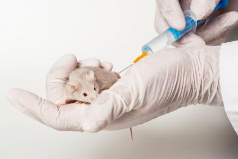 Un investigador administra una vacuna a un ratón 