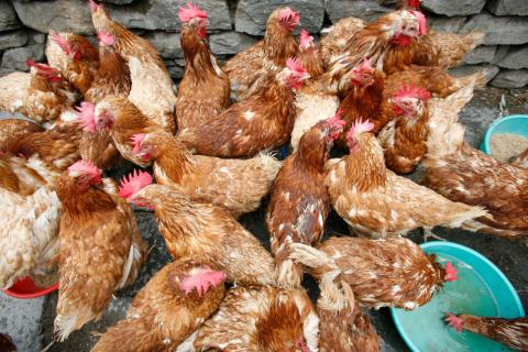 Foco de gripe aviar