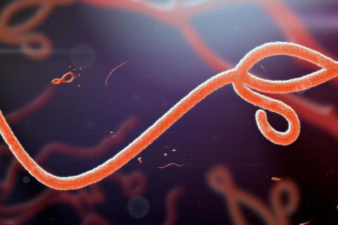 Imagen del virus de Ébola 3d