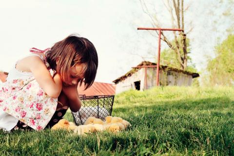 Una niña observa a unos pollitos en una granja