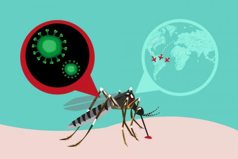La OMS declara el brote de Zika emergencia global