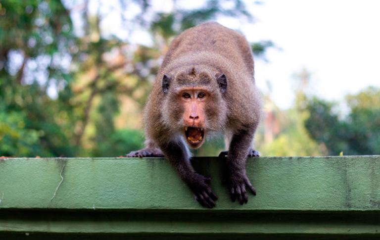 Mono mostrando los dientes en actitud agresiva