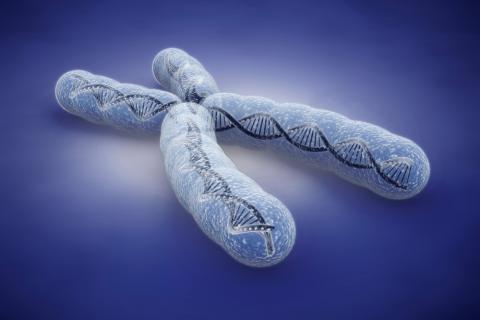Cromosoma x afectado por distrofia muscular de Duchenne
