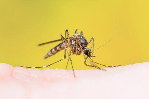 Mosquito causante de Fiebre amarilla