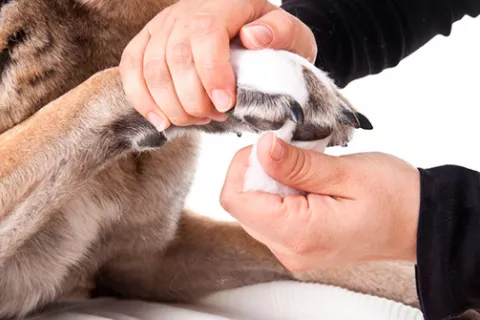 Primeros auxilios para mascotas