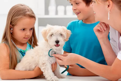 Mascota en el veterinario