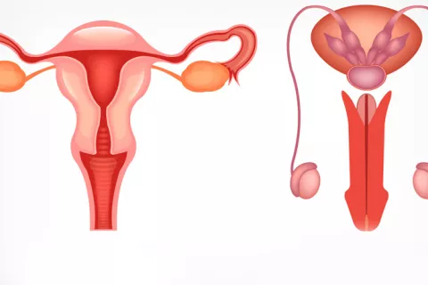 Aparato reproductor Aparato reproductor
