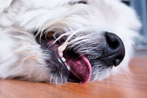 Perro sufriendo un ahogamiento