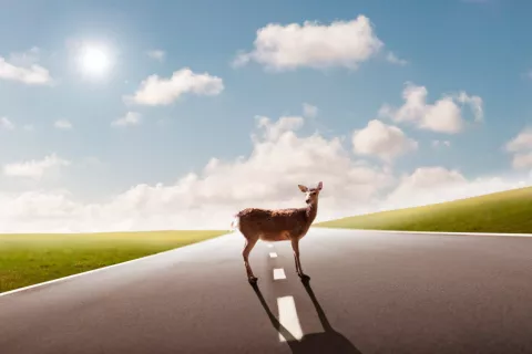 Animal en la carretera