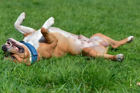 Perro con ataque de epilepsia