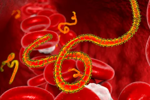 Hogyan fertőz az ebola vírus?